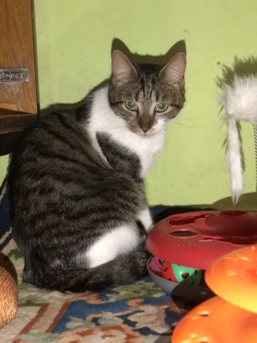 Кошечка 1 год бесплатно ,еще неделя передержки и опасная улица