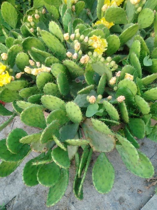 Опунция уличная садовая желтая