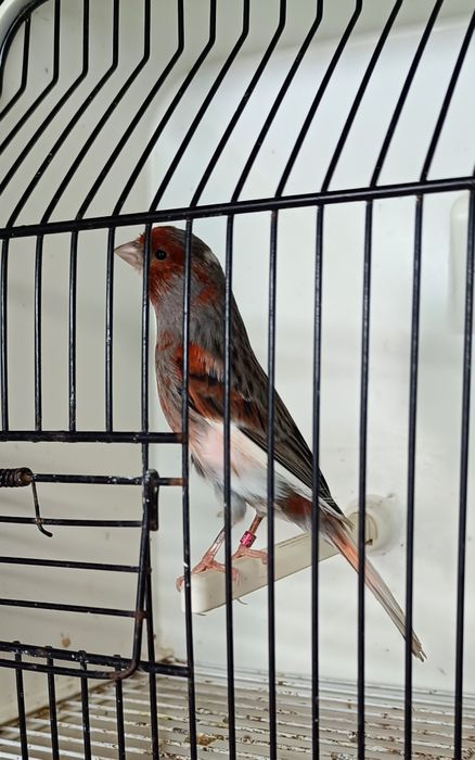 Canarios de várias raças de boa genética!