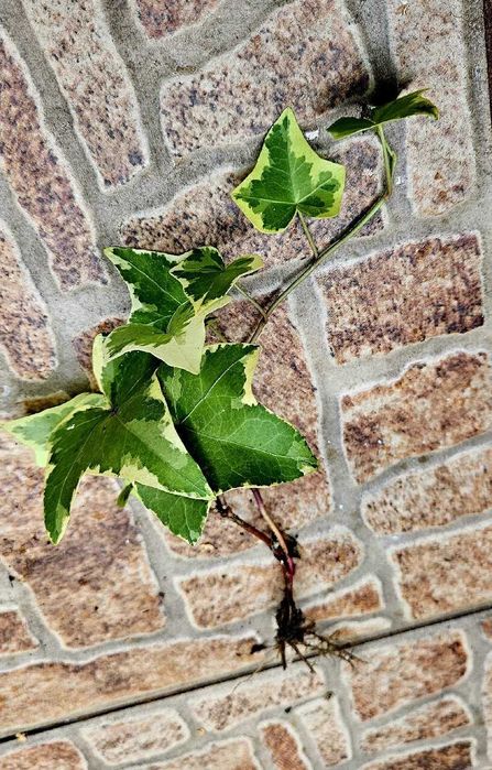 Bluszcz Algierski Hibberd dwukolorowy zimozielony - roślina z gruntu