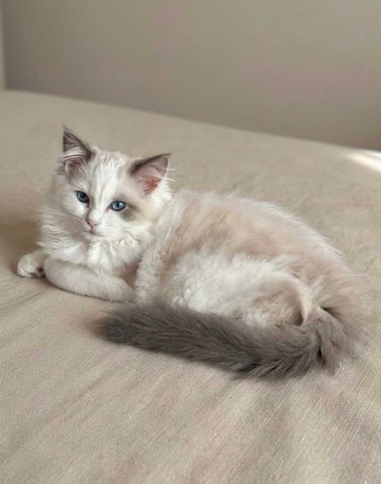 Śliczny kocurek Ragdoll 3 miesiące - wychowany w domu Przemyśl • OLX.pl