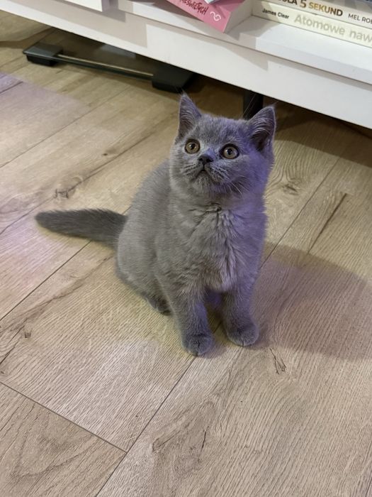 Kotka brytyjska do hodowli FPL   kot brytyjski niebieski
