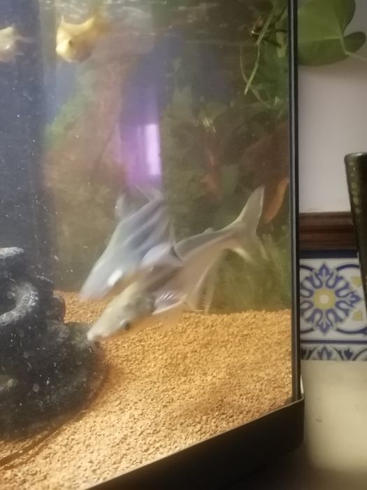 peixe para aquário