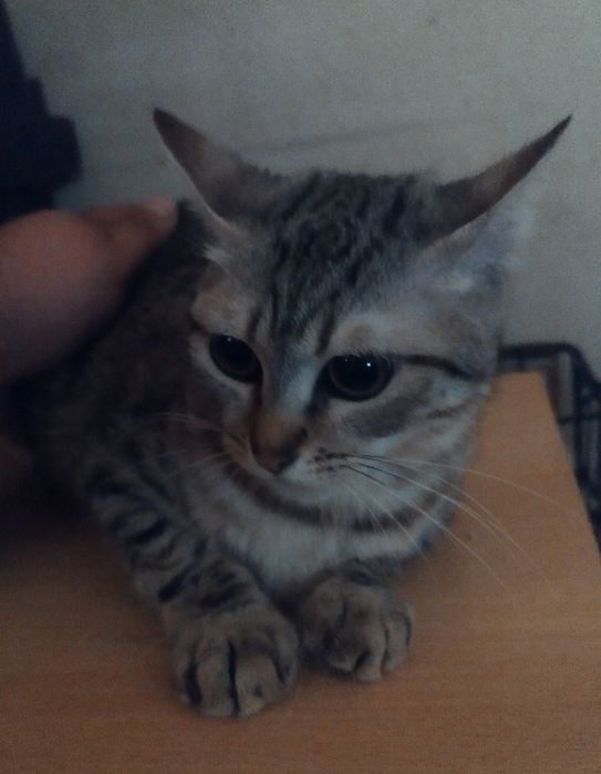 6 gatinhos para adopção responsável