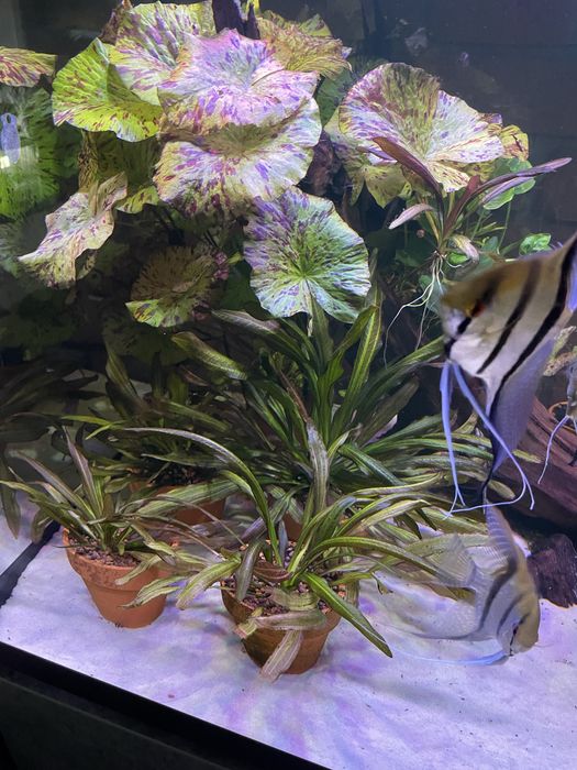 Lotos zielony_Green Tiger Lotus