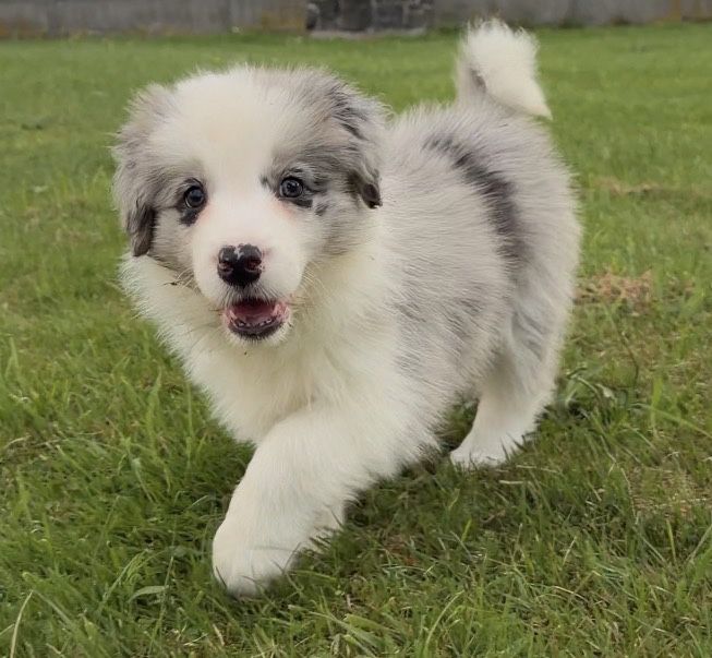 FCI Border Collie