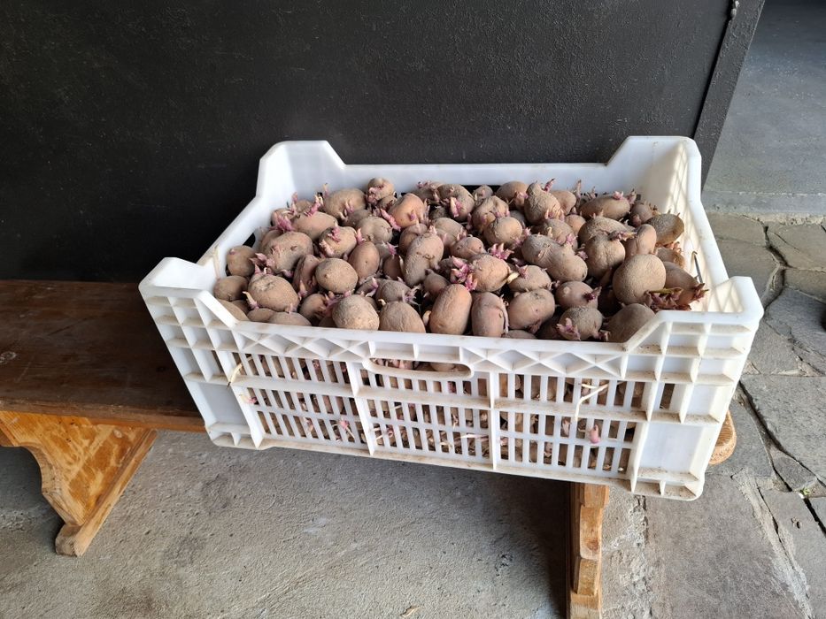 Картопля насінева