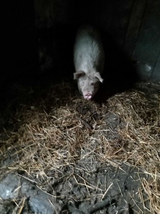 Продаються поросята