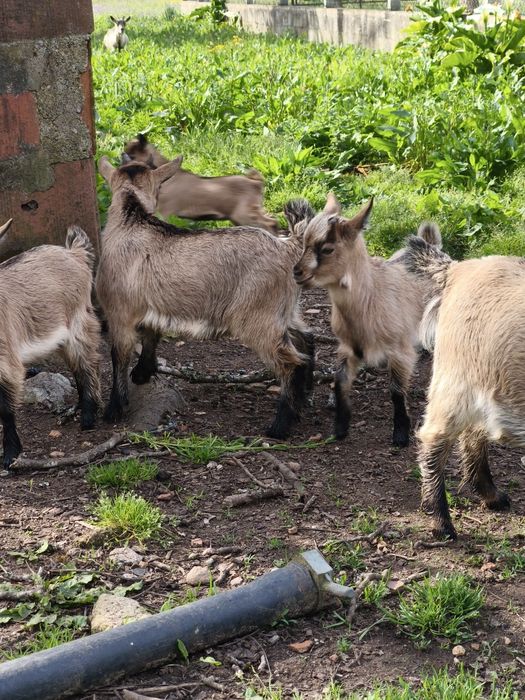 Vendo cabritos anões machos e fêmeas