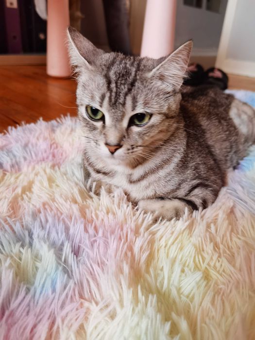 Gatinha para adopção responsável