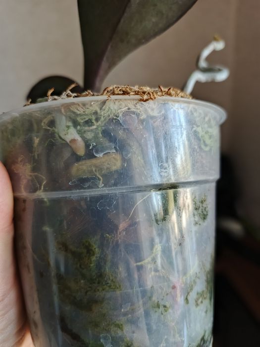 Орхідея сорт Canary