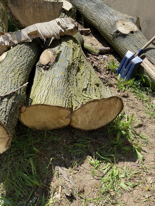 Kłody/ pnie LIPA