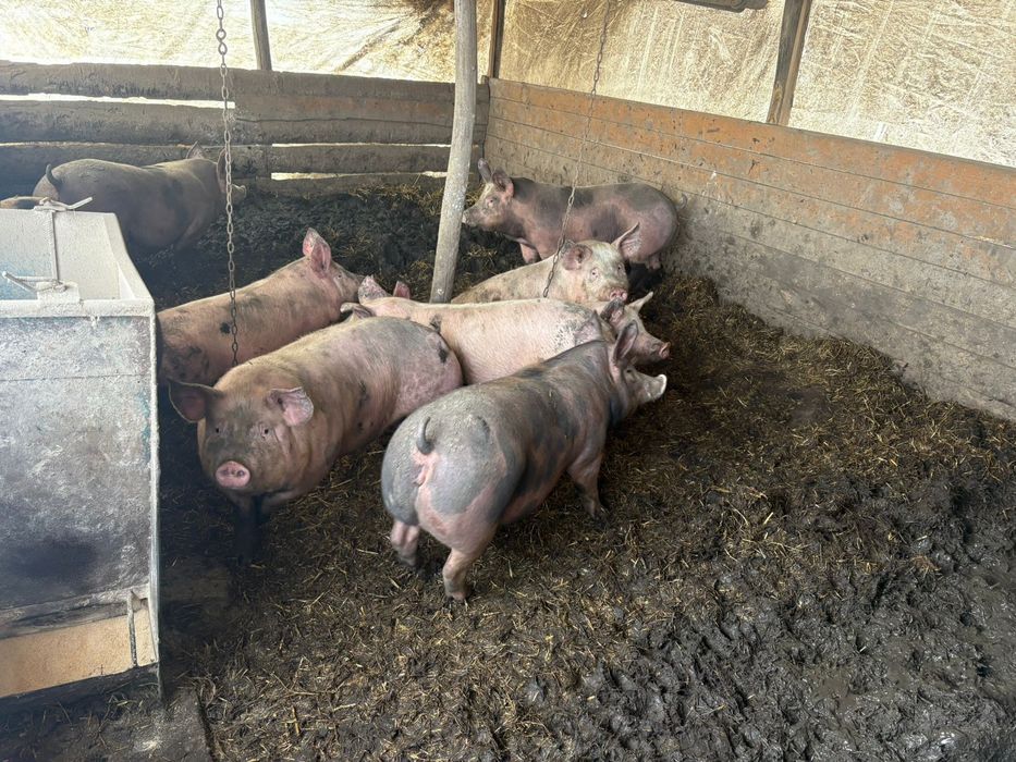 Продам свини на м'ясо