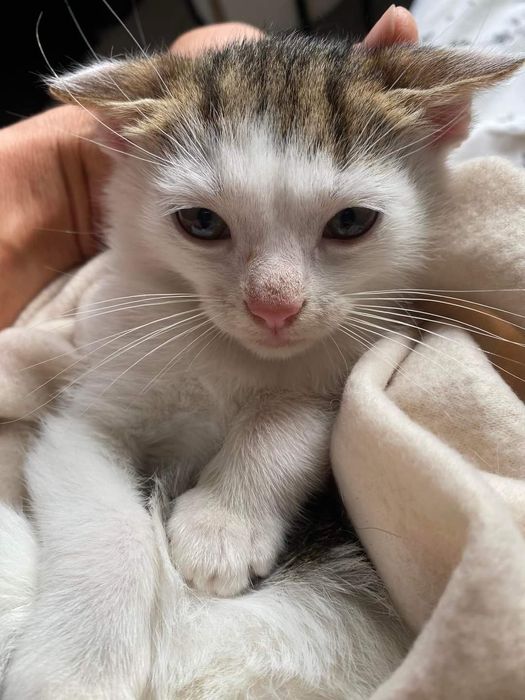 Cypiski, śliczne rodzeństwo z rowu