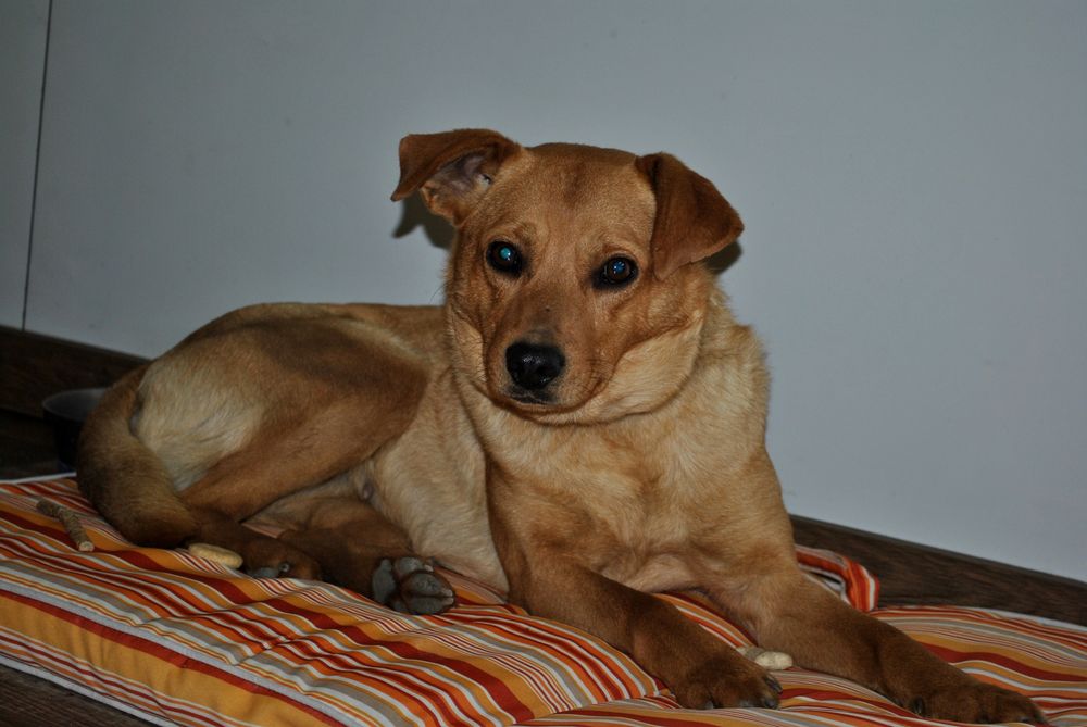 Rukola czeka na adopcję