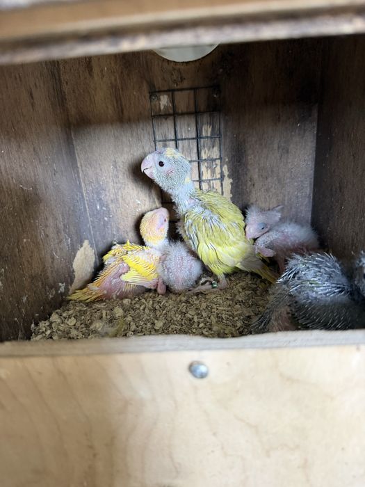 Aves para criar a mão (Rosicolis, caturras e kakarikis)