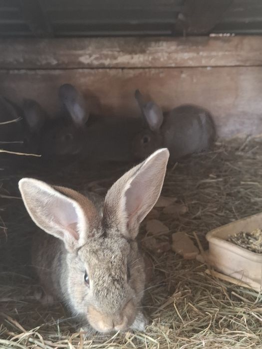 Belgi młode sprzedam!