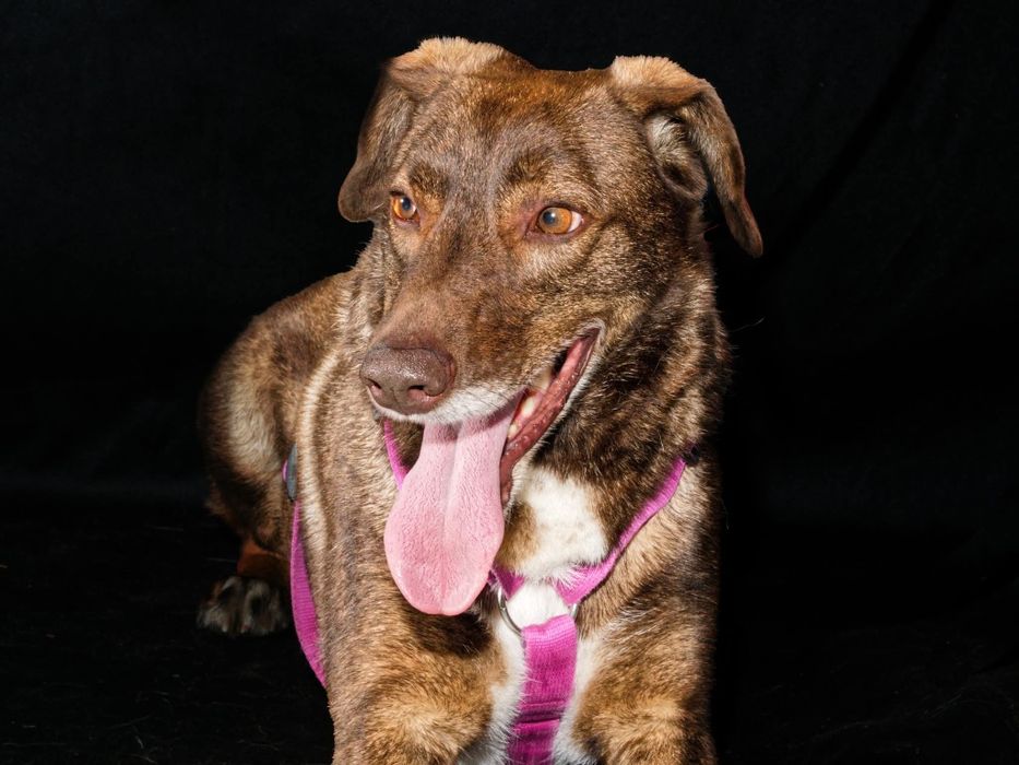 Rysiek,  psiak idealny szuka domu