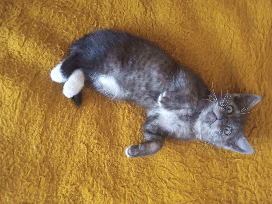 Віддам кошеня в добрі руки