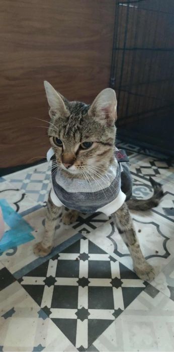 Przytulaśna burasia do adopcji < 3