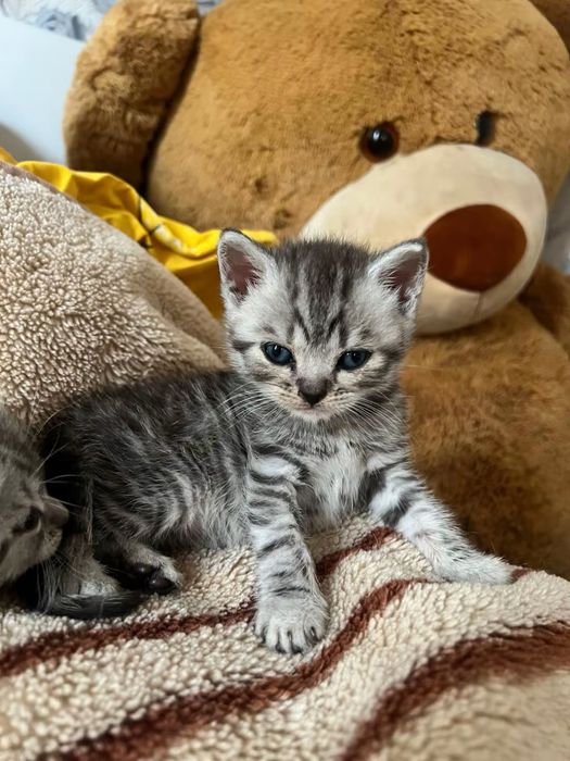 Шотландські коти