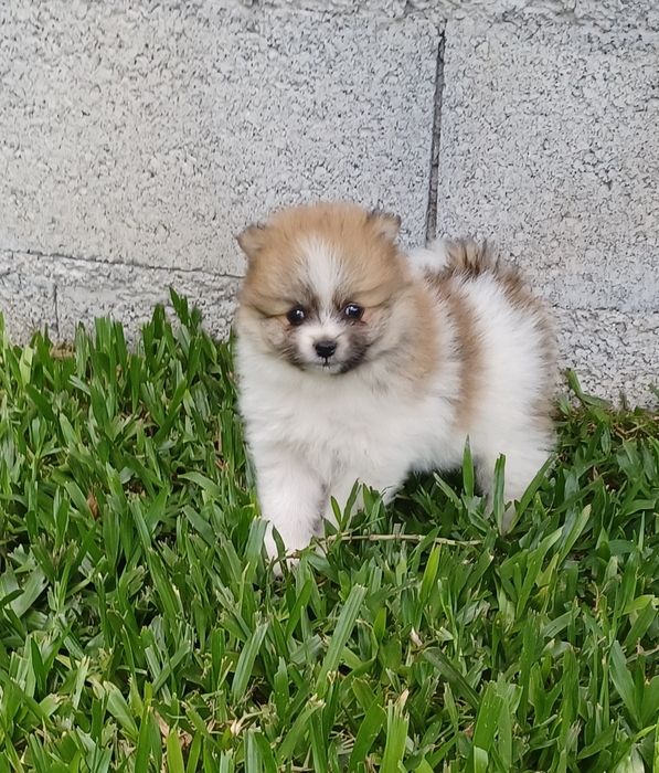 Spitz alemão fêmea