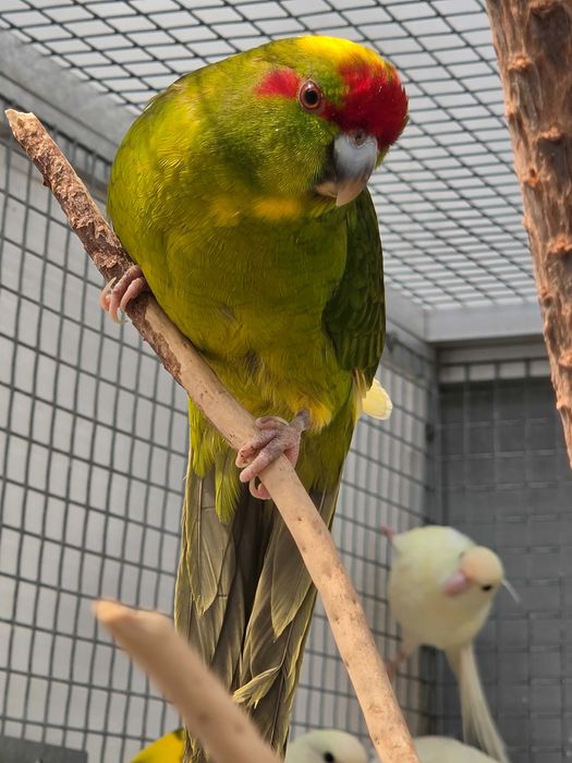 Kakarikis Verdes, Amarelos, Azuis, Cremes, Spangle