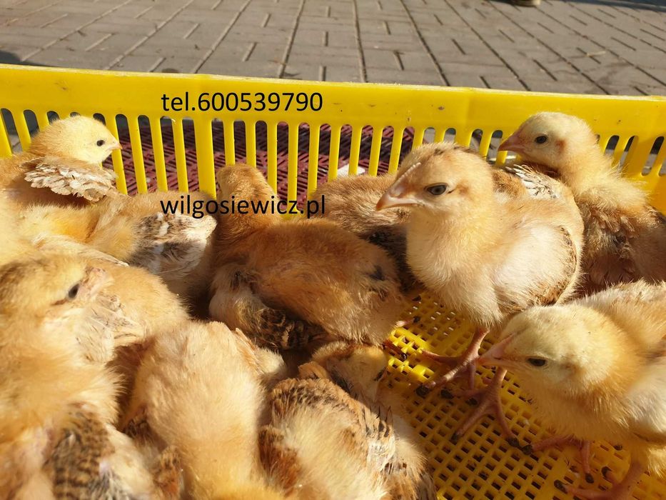 Kurczak zagrodowy Brojler Rebo brązowy pisklęta  dostawa na miejsce