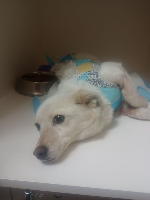 Взрослая собачка 5 кг стерилизованная