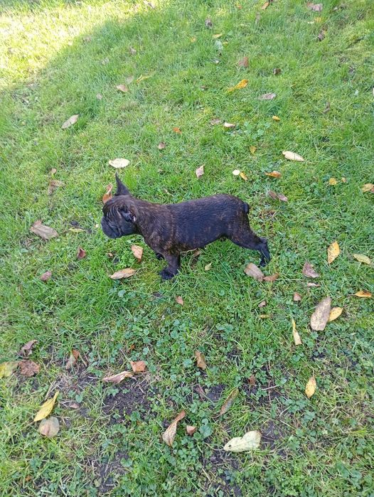 Buldog francuski czarny piesek