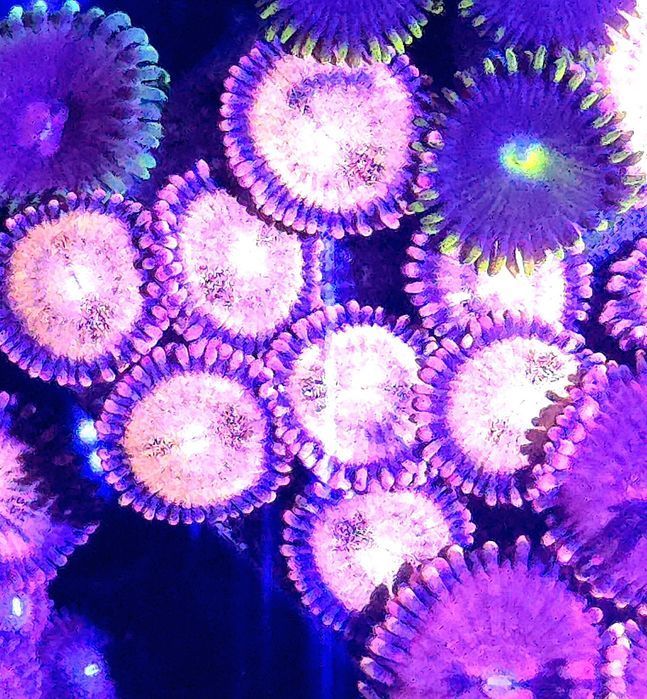 Zoanthus Alien Explosion 20 Główek!! Mega FLUOLAMPS WYSYLKI