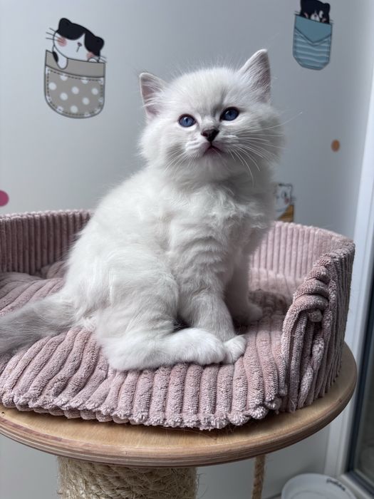 Kocurek  Ragdoll po Grand Inter Championie