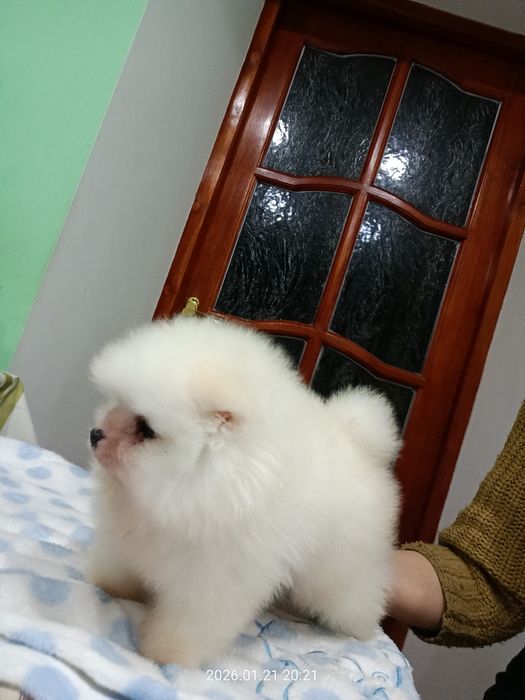 Померанский шпиц