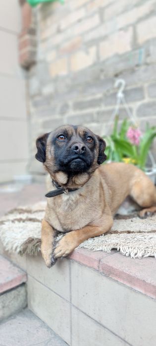 Собачка для охраны в добрые руки