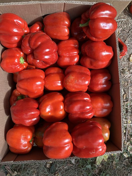 Продам перець Геркулес