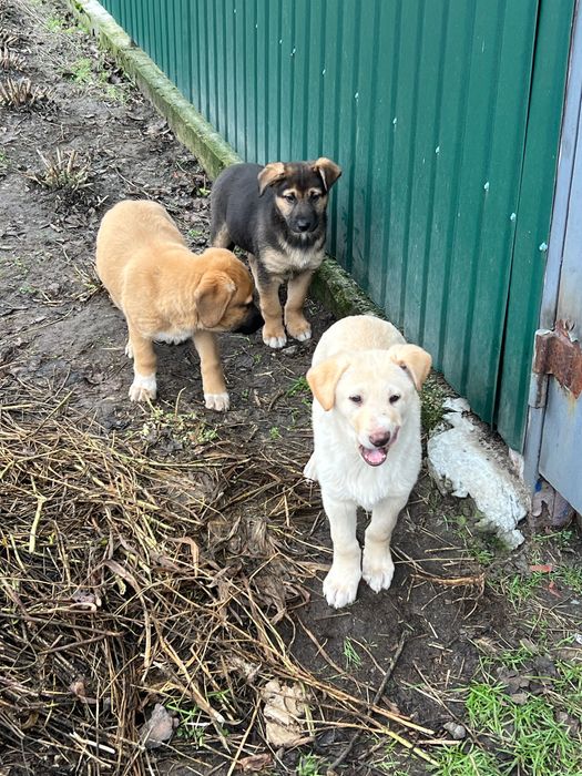 Цуценята хлопчики в добрі руки