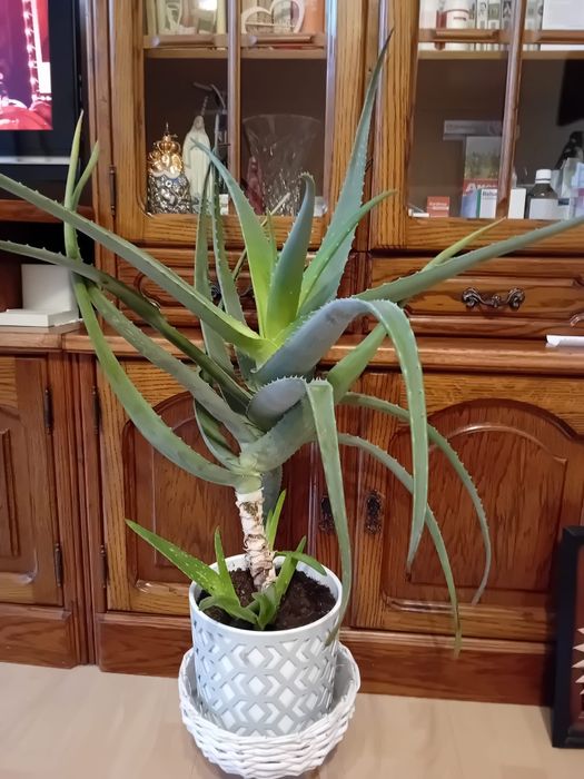 Aloes ok. 100 cm