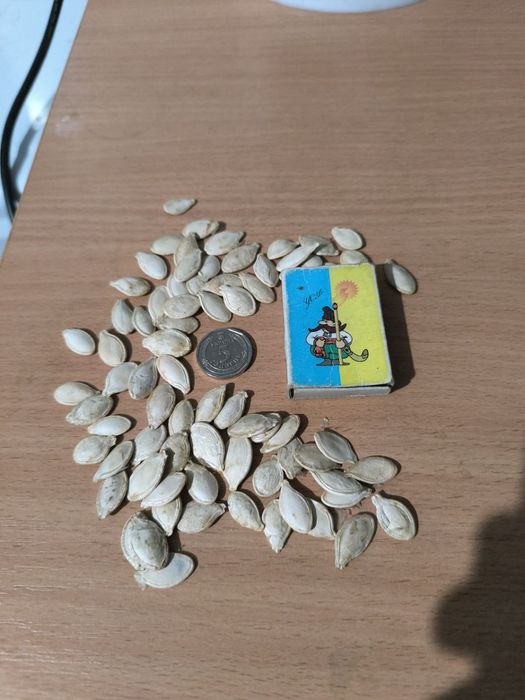 Насіння гарбуза.  "Український багатоплідний, ціна 100 грн за 1 кг.