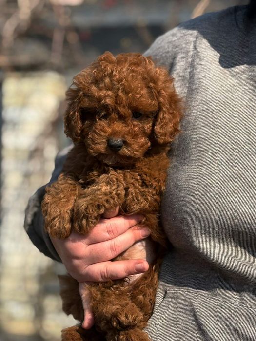 Хлопець той пудель !