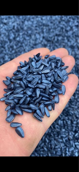 Насіння соняшника,кукурудзи  Бастіон,ВС Ірмін,Альдазор,Бомонд,Амарок