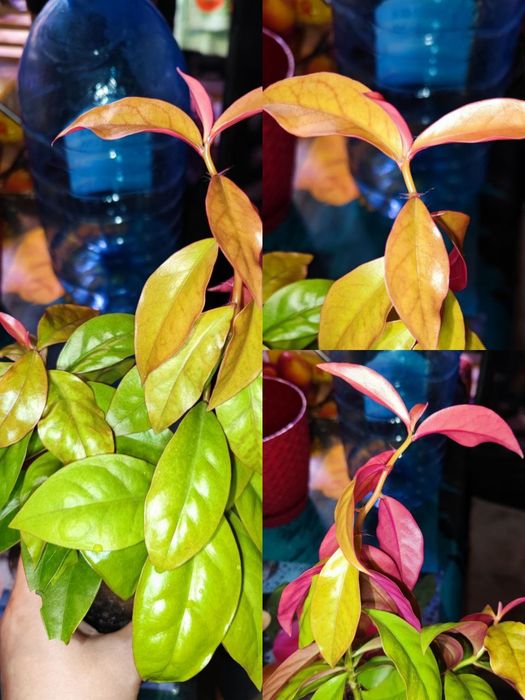 Перескія шиповата, листовий кактус