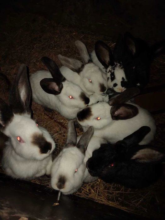 Продаємо м'ясо кролика