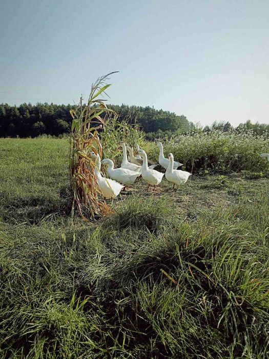 Продам гуси, на розведення