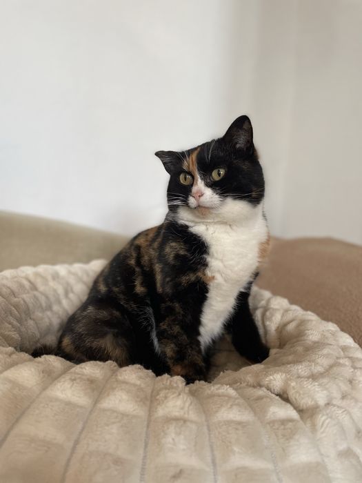 Кошечка бесплатно в добрые руки!