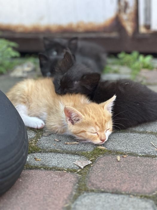 Кошенята / котята