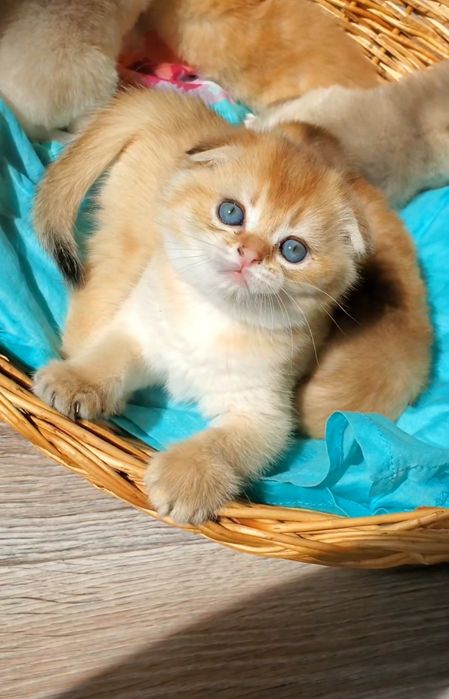 Очень ласковые и ручные малыши золотая шиншилла
