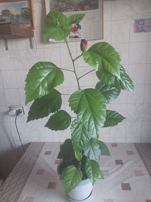 Китайська роза або гiбiскус.