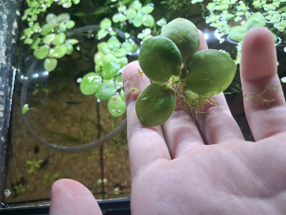 Віддам плаваючі рослини та котушок