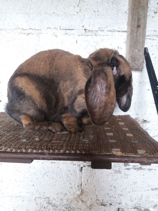 Baran francuski madagaskarowy