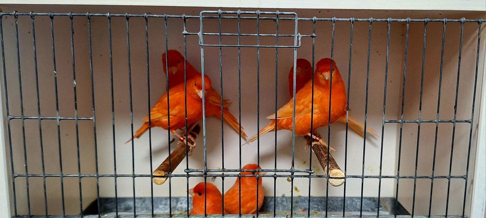 Kanarki samice 2024r.